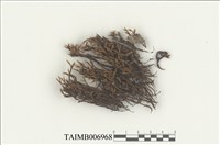 藏品(火苔屬)的圖片